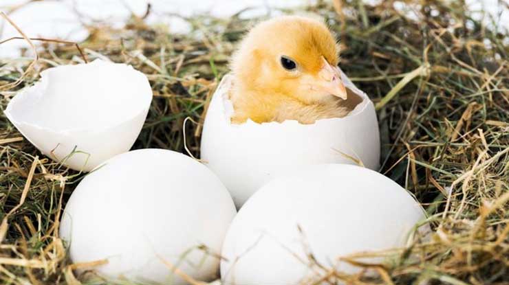 Cara Mengatasi Telur Ayam Tidak Menetas