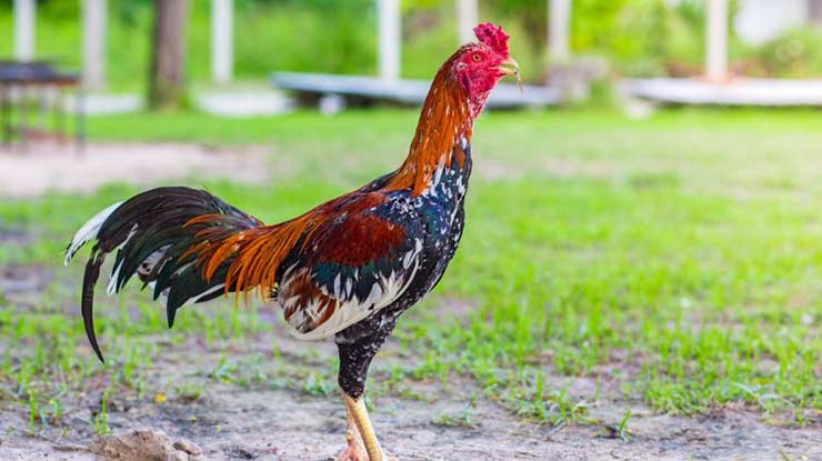 Manfaat Kunyit Untuk Ayam Bangkok Semua Jenis