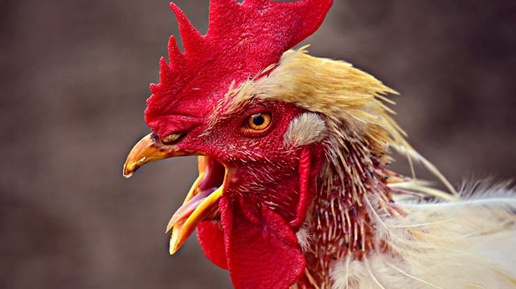 Tata Cara Mengobati Ayam Ngorok dengan Minyak Kayu Putih