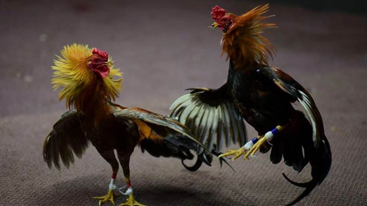 Tata Cara Menguatkan Mental Ayam yang Lemah
