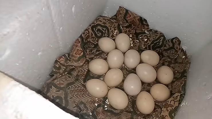 Tata Cara Membuat Penetas Telur Tanpa Listrik