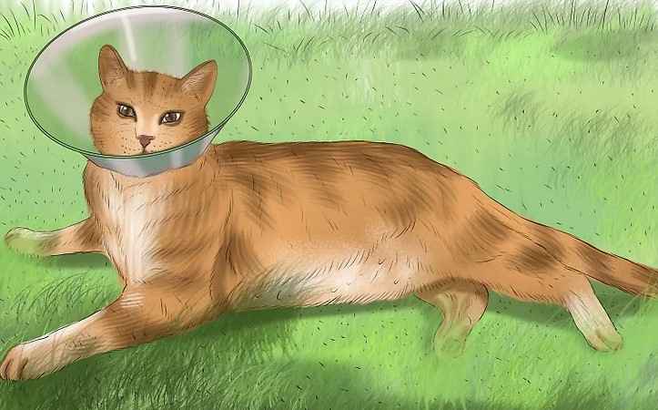 Cara Merawat Kucing Jangan Biarkan Kucing Menjilat Lukanya