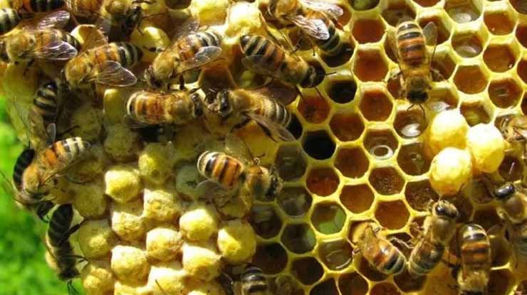 Kandungan Nutrisi Telur Lebah