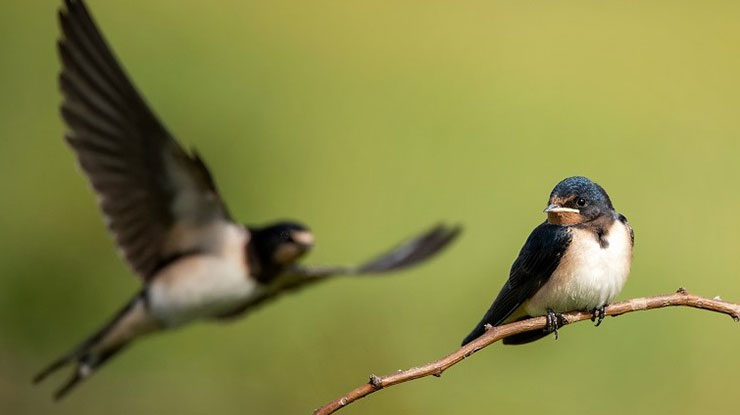 Mitos Burung Sriti Masuk Rumah