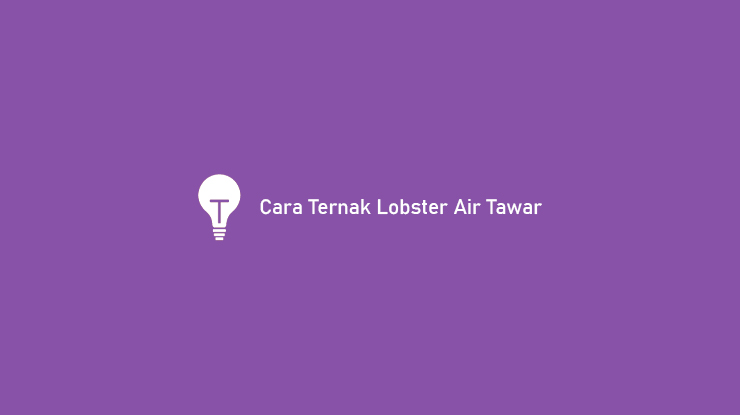 Cara Ternak Lobster Air Tawar