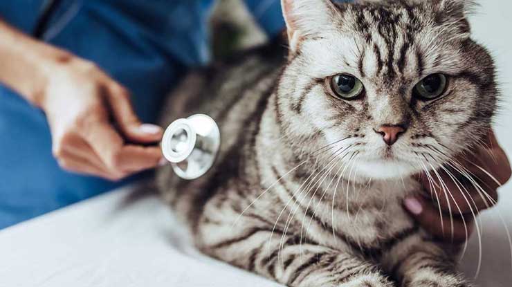 pengobatan FIP pada kucing